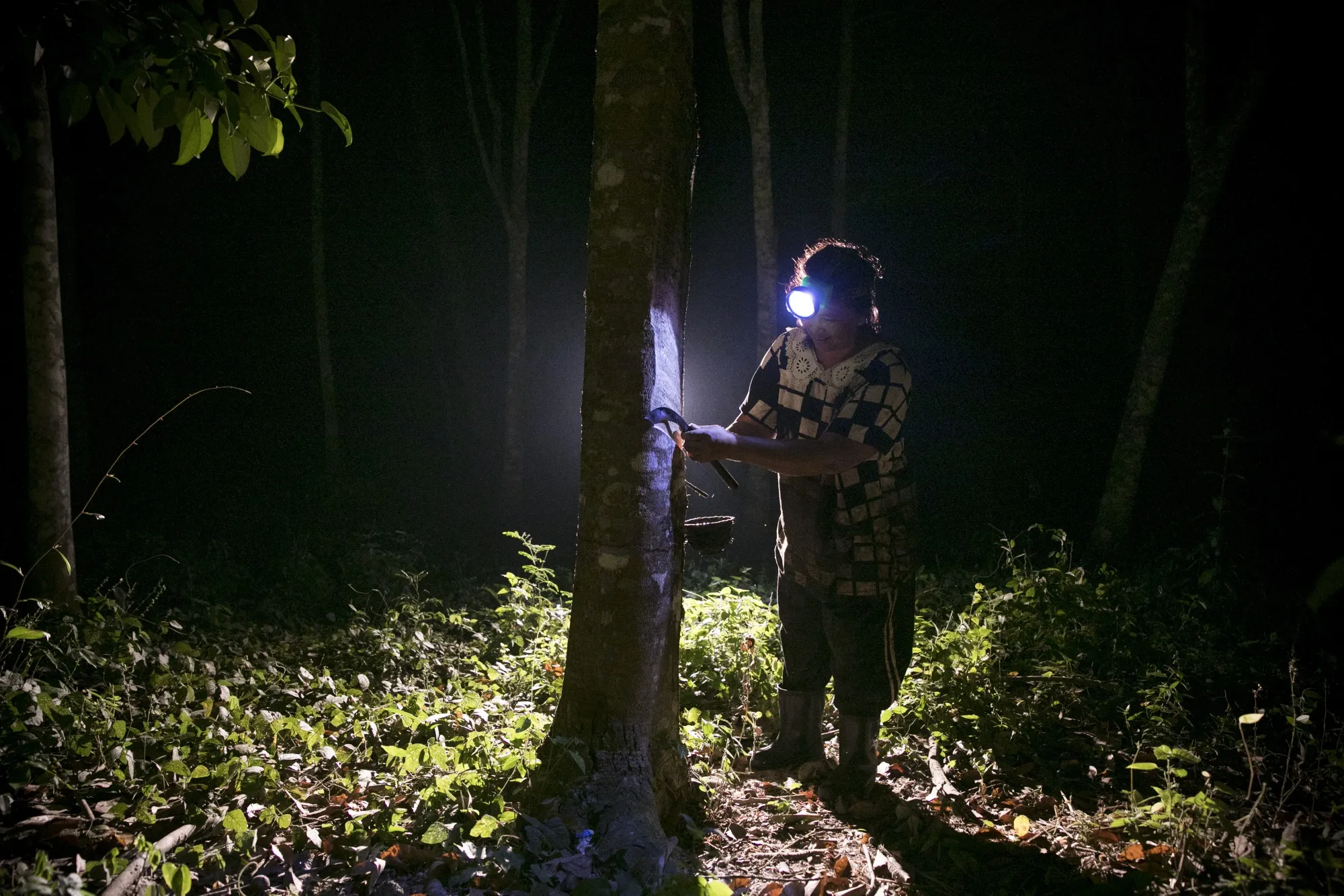 A worker taps a rubber tree at a plantation before dawn in Nakhon Si Thammarat Province, Thailand.