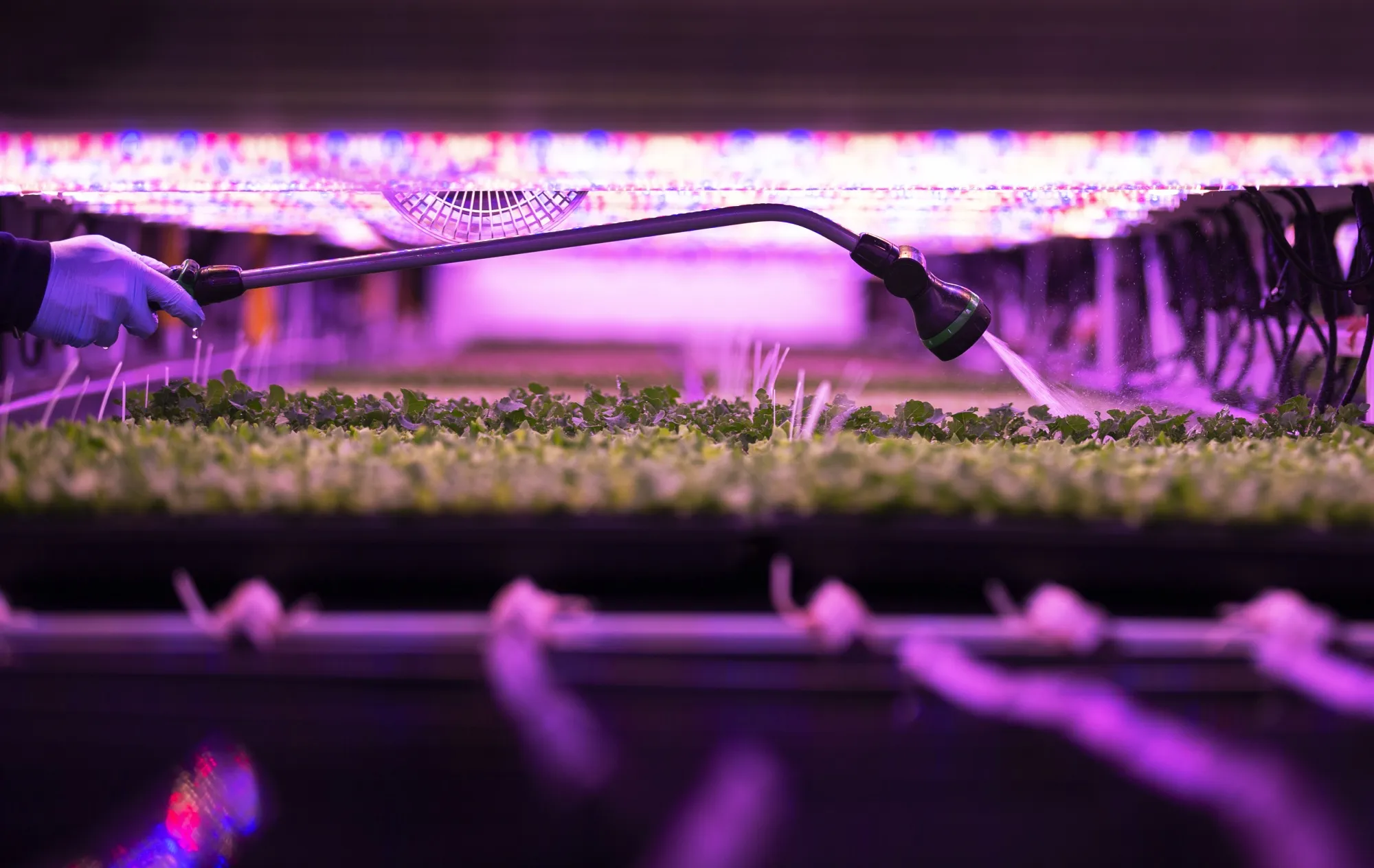 A worker waters greens at a hydroponic vertical farming facility.