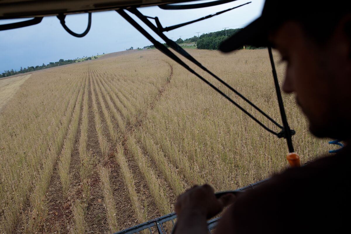 A farmer harvests soybeans in Brazil, on Feb. 24.