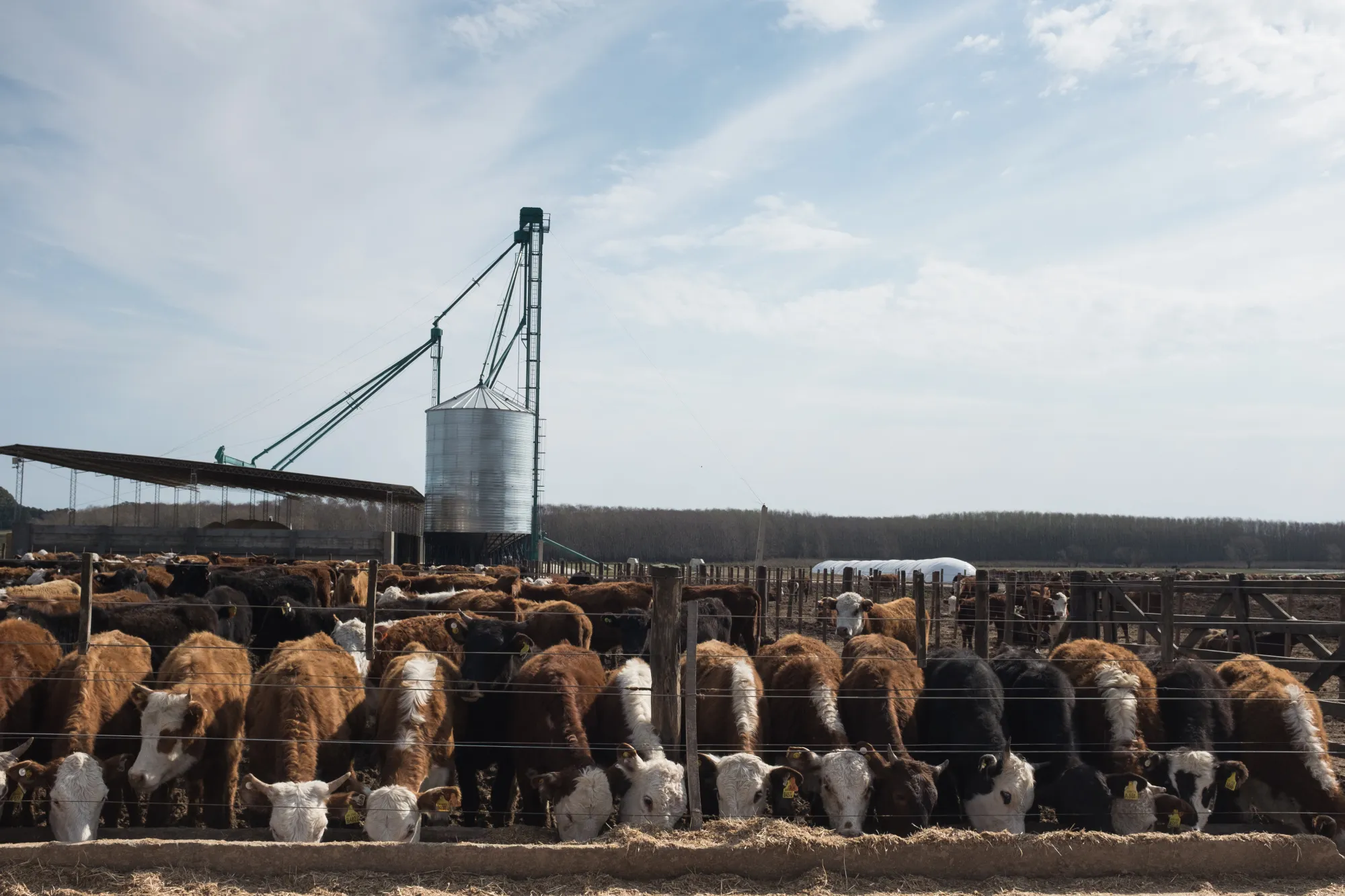 Beef cattle eat at a feedlot in Argentina.