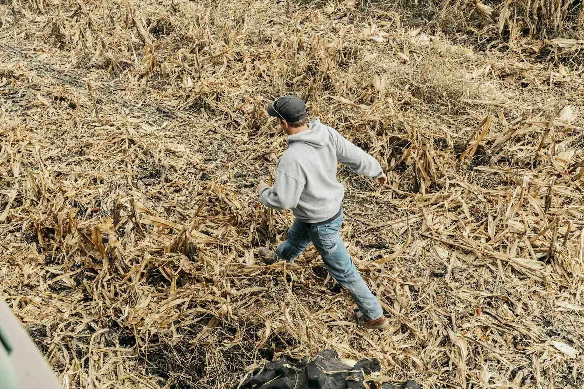 A corn field&nbsp;in Nevada, Iowa