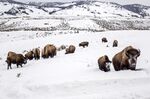 Bison in Yellowstone National Park, in Feb. 2021.