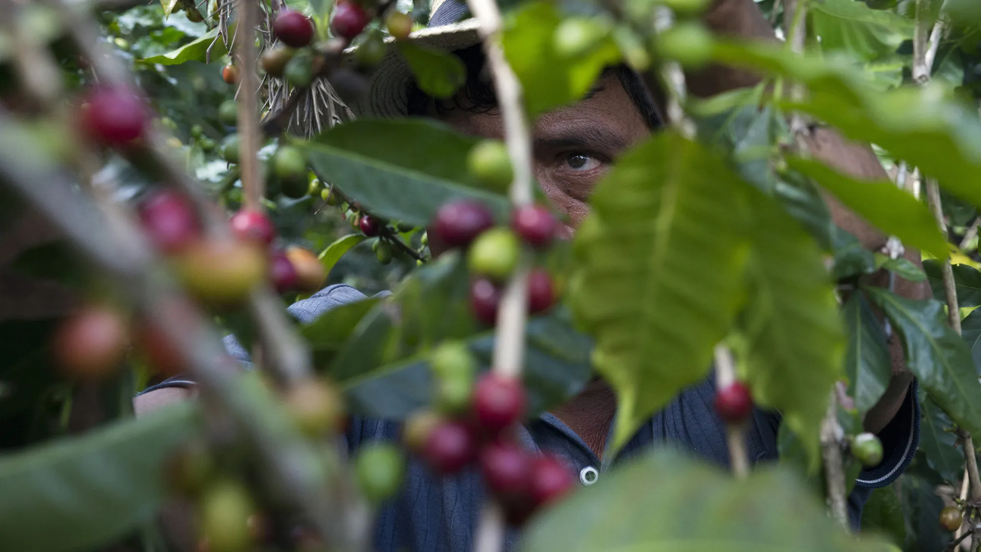 A woman harvests coffee cherries at a plantation on the slopes of the Agua volcano near San Miguel Escobar, Guatemala, on Thursday, Dec. 17, 2015. Coffee exports rose in November by almost 1.2 million pounds, compared to a year earlier, according to a report from the National Coffee Association, known as Anacafe.
