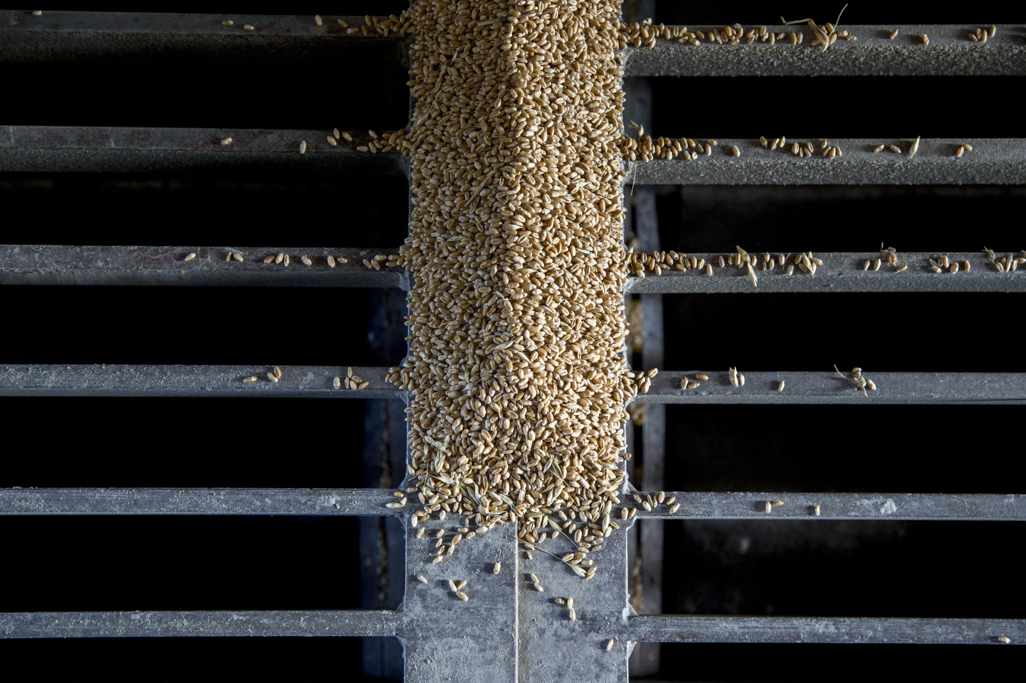 Hard red winter wheat sits on a grate at a grain elevator during harvest in Zurich, Kansas, U.S., on Thursday, June 29, 2017.