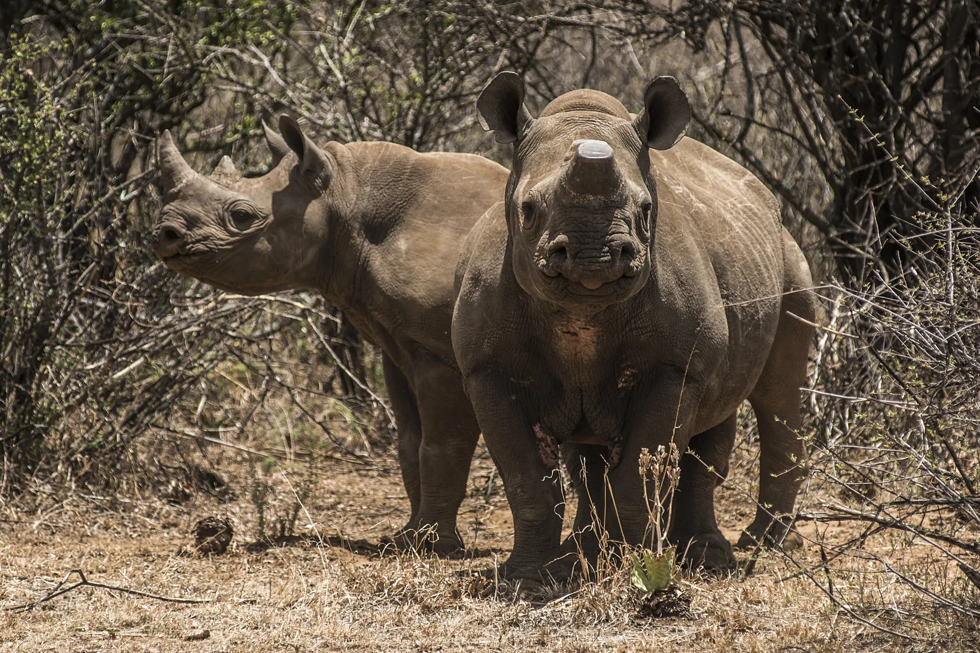 Ol Pejeta Conservancy in Kenya: Black Rhinos, Poachers, Tourism - Bloomberg