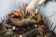 Lobster Fishing As New Rules On The Way Amid Warming Waters