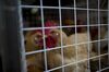 Chickens At Shekou Wet Market In Shenzen