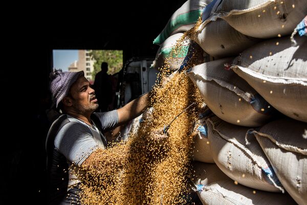 Egyptian Wheat Harvest And Grain Amid Ukraine Supply Disruption