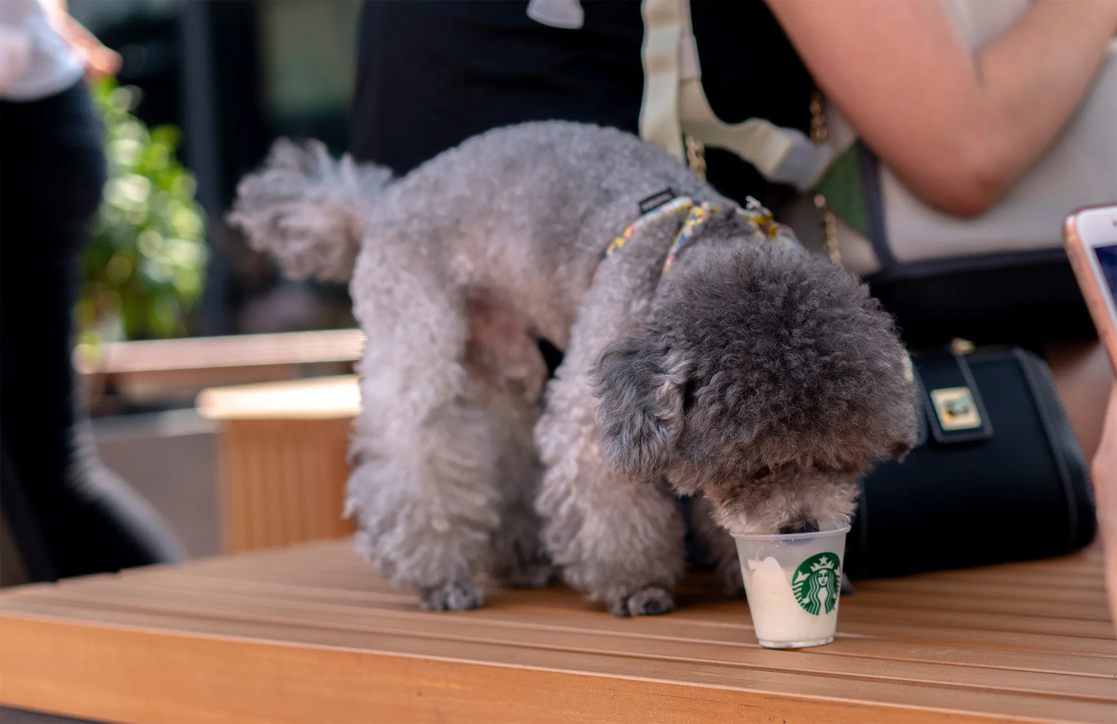 A poodle eats ice-cream provided by&nbsp;a pet-friendly Starbucks&nbsp;in&nbsp;Tianjin, China.