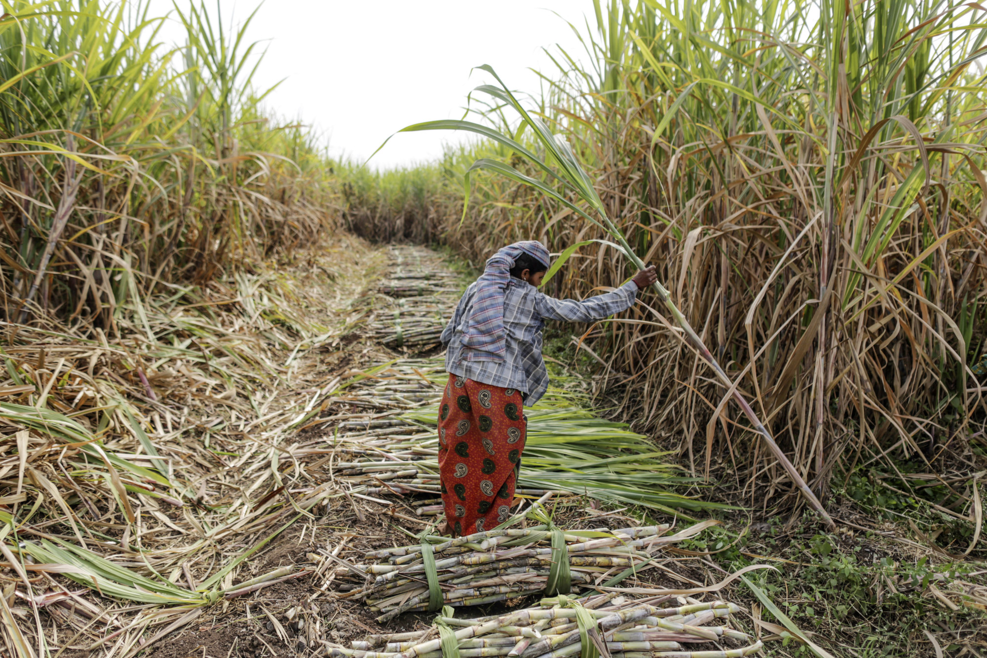 Sugar Deficit to Narrow on Indian Output, Green Pool Says Bloomberg