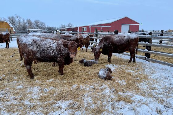 It’s So Cold on the Plains That Calves’ Ears Are Falling Off