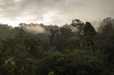 Trees in an area of dense primary forest in Nyanga, Gabon, on Wednesday, Oct. 12, 2022. A United Nations group is weighing how carbon markets should value nature-based and engineered carbon removal solutions.