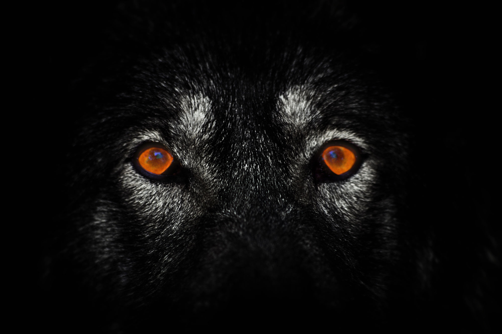 Волк светятся глаза