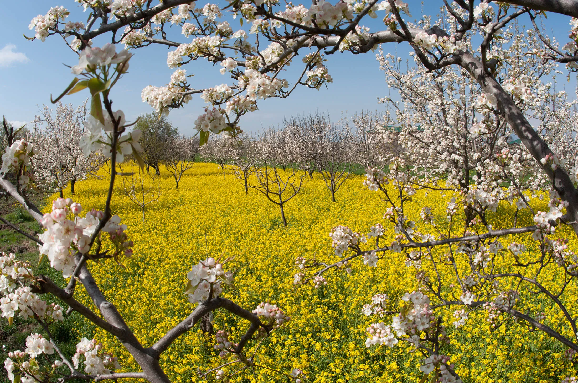 1473223927_india mustard field