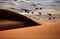 Camels walk in the Liwa desert, 220 kms west of Abu Dhabi, on November 22, 2013. AFP PHOTO/KARIM SAHIB (Photo credit should read KARIM SAHIB/AFP/Getty Images)