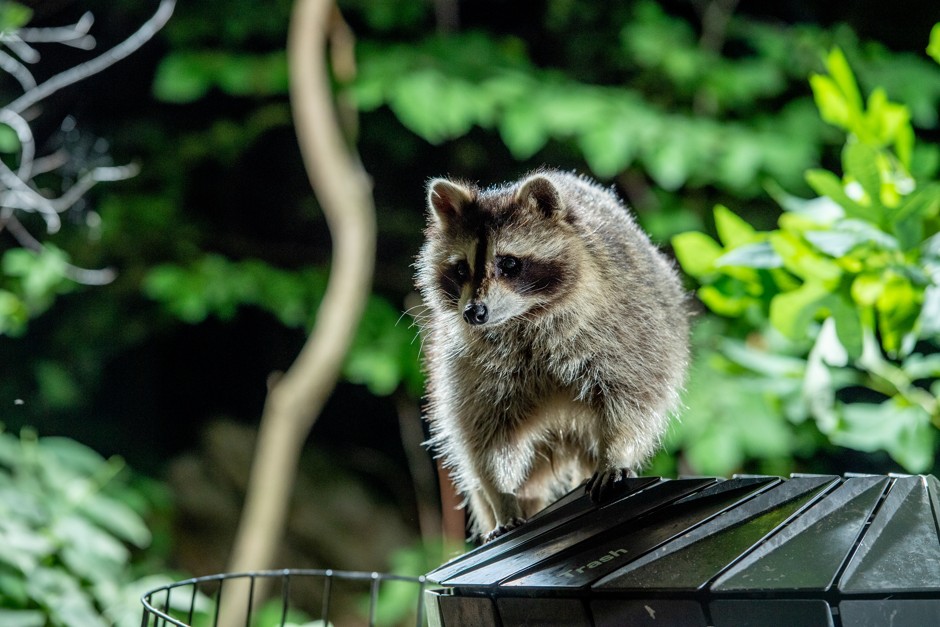 A raccoon scavenging in a park trash can is an example of how animal behavior adapts to human infrastructure.
