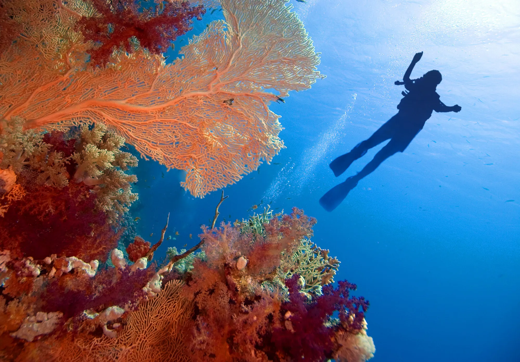 1501571881_RF_DIVING_DIVER
