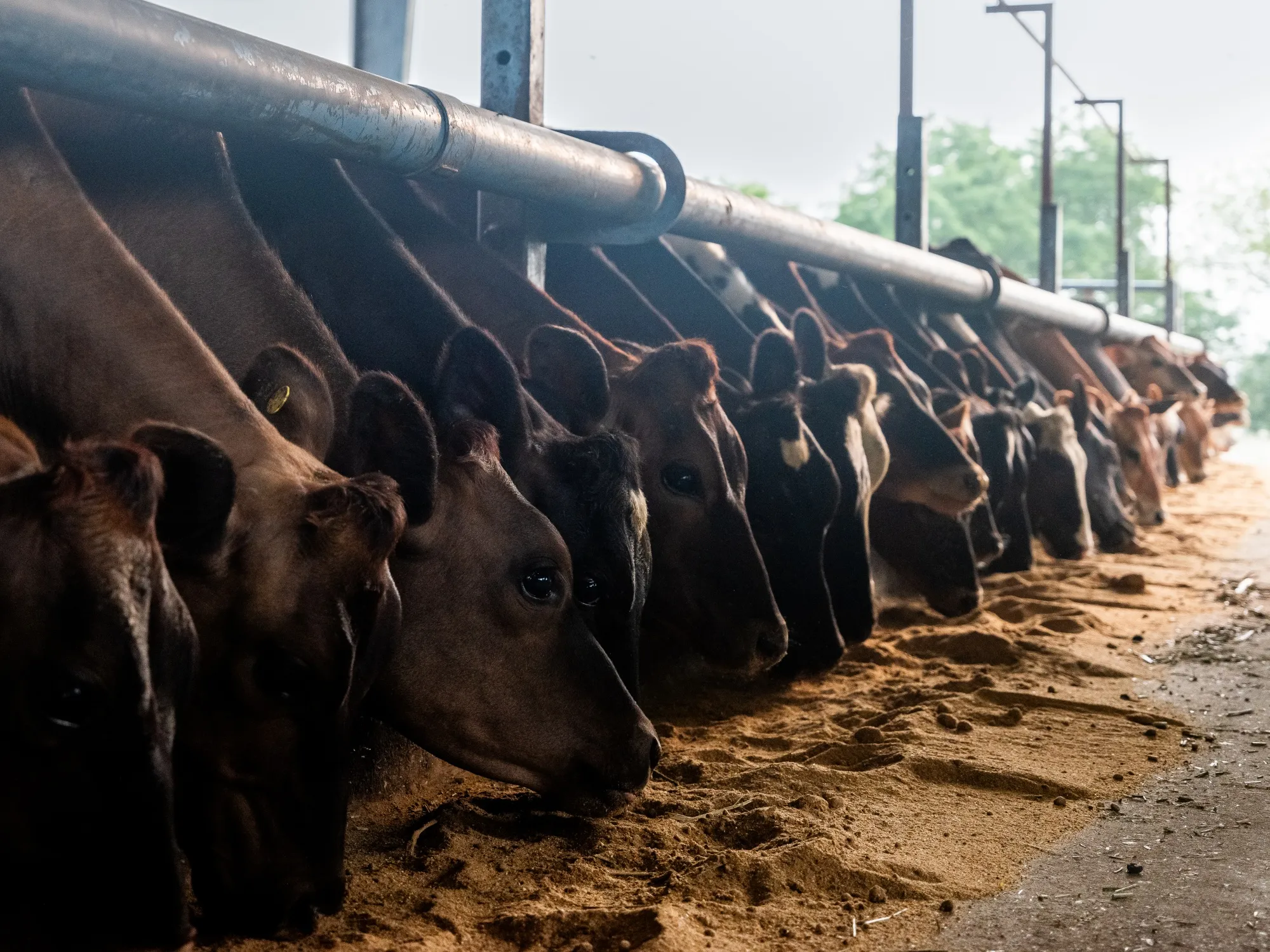 The food industry’s climate footprint is immense, accounting for about a third of global greenhouse gases. Livestock, which releases potent methane, makes up&nbsp;14.5%&nbsp;of worldwide emissions.&nbsp;