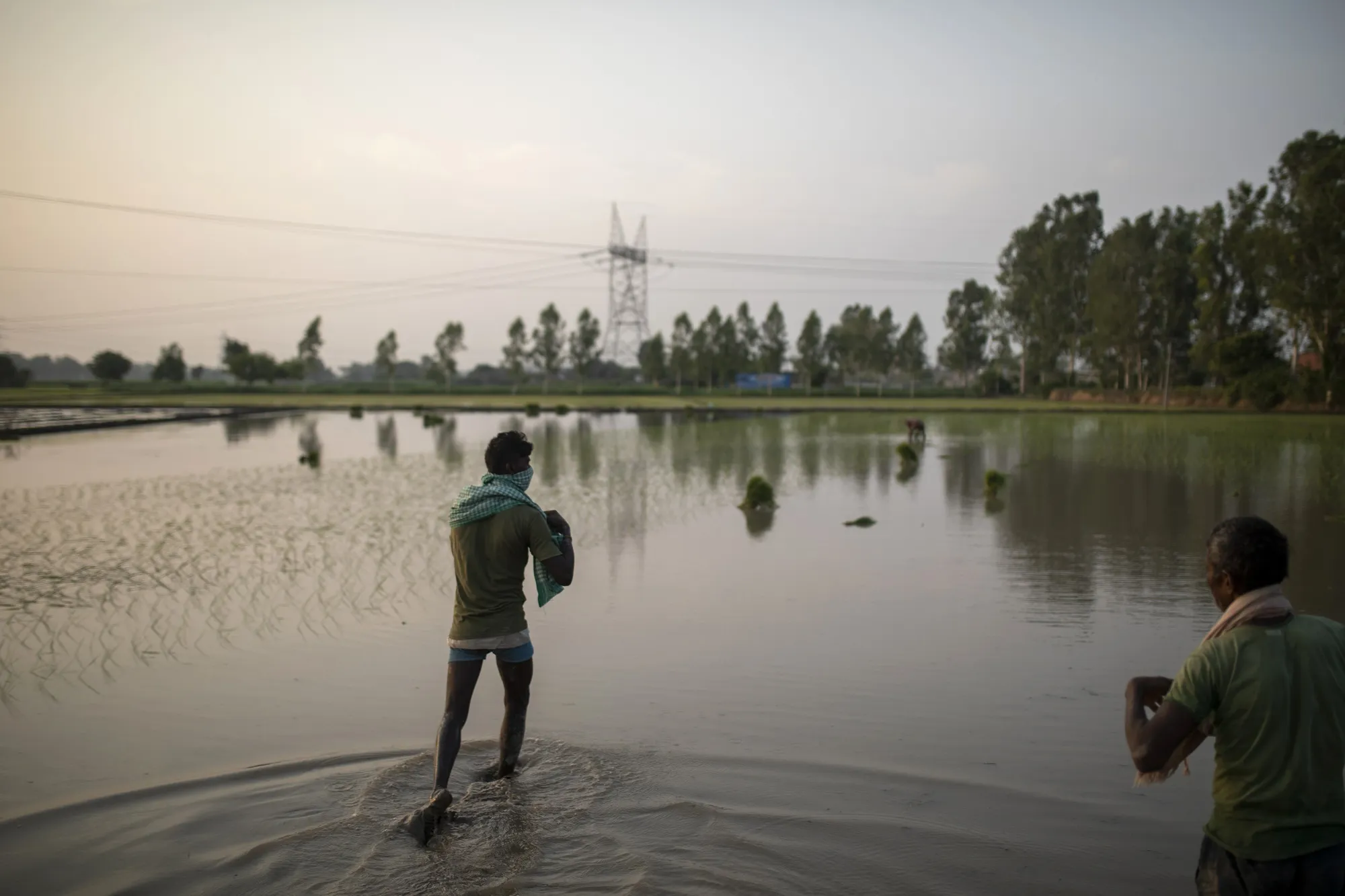 Farmhands prepare to sow rice saplings at a flooded paddy field in Karnal district, Haryana, India.
