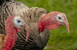 Heritage turkeys at a ranch in Arlington, Washington, US, on Friday, Nov. 11, 2022.&nbsp;