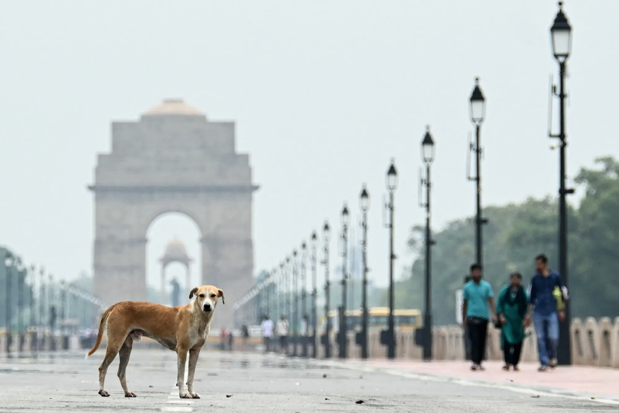 A Sudden Order to Round Up Delhi’s Street Dogs Sparks Nationwide Debate