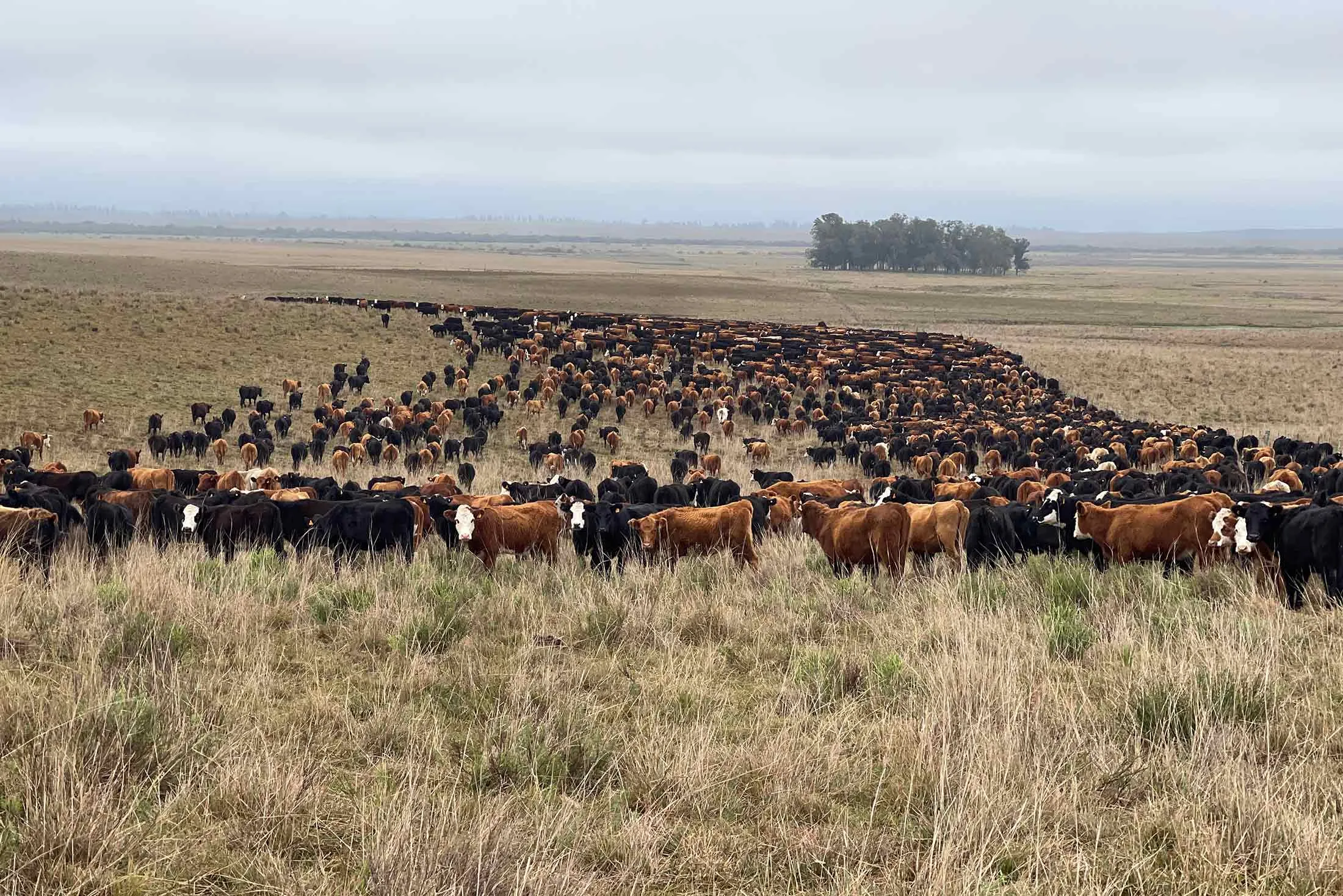 Cattle grazing at La Pituca ranch in the northern province of Tacuarembó.
