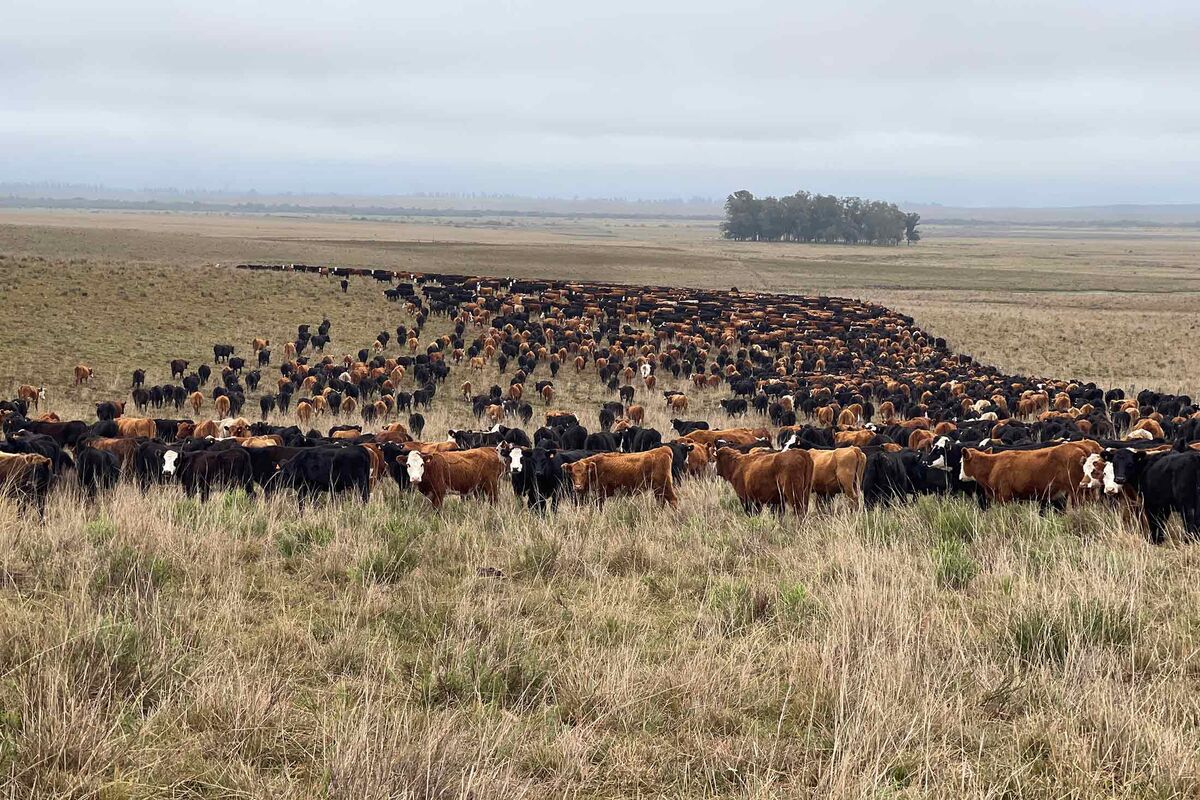 Uruguay Cattle Industry Turns City Dwellers Into Ranchers - Bloomberg