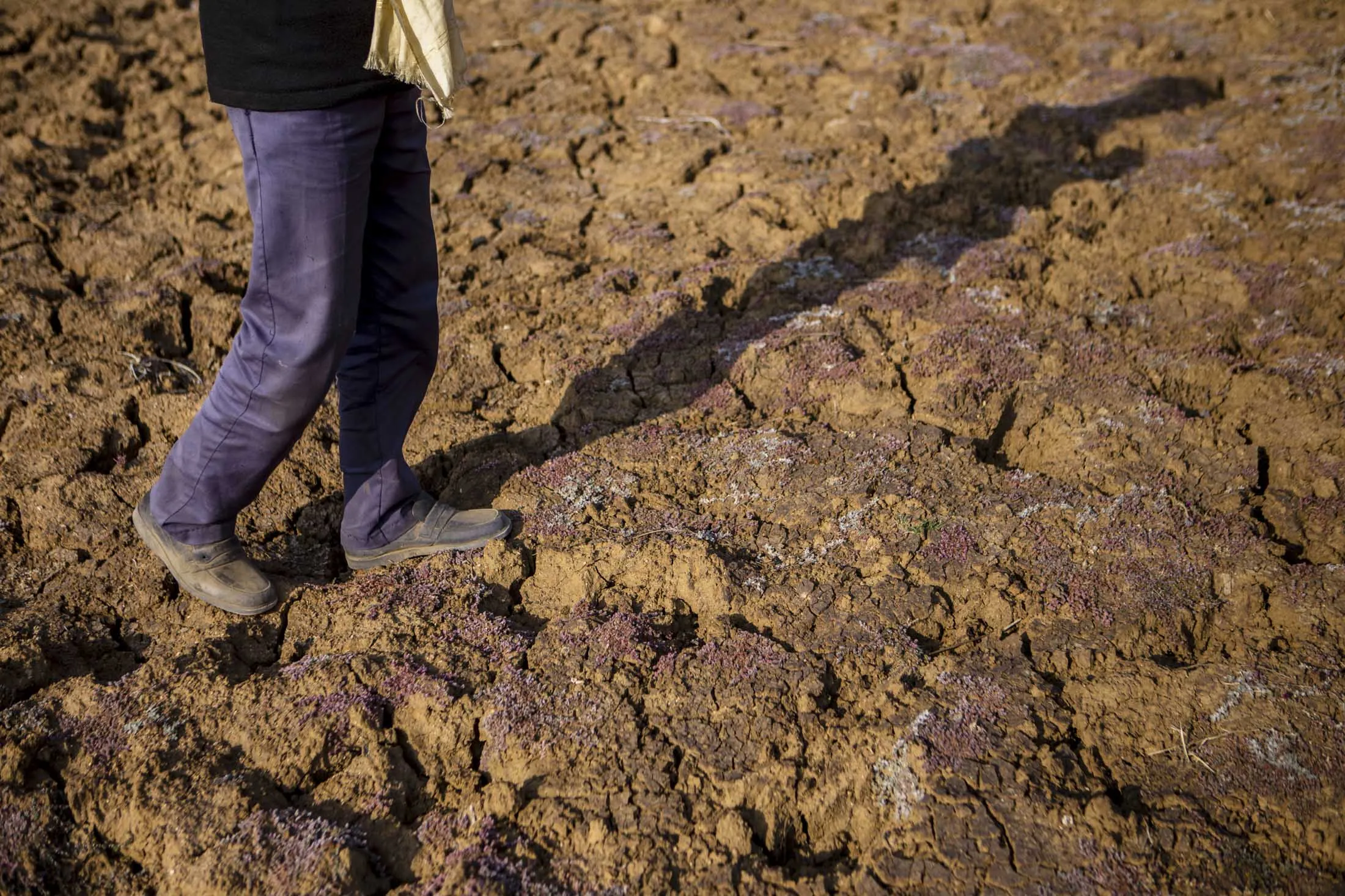 50 years old, Khajju Ahirwar, walks in his 10 acres of barrren fields, in the village Patharkhera,Tikamgarh, Madhya Pradesh, India, on Saturday, February 9, 2016.
