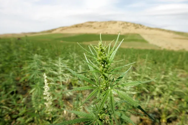 Cannabis plants in northern Morocco’s Larache province