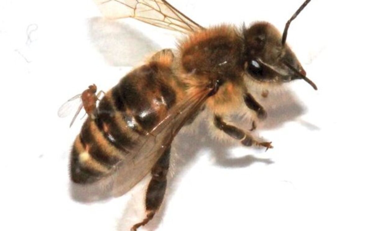 A Hardier Honeybee That Fights Back By Biting Back : The Salt : NPR
