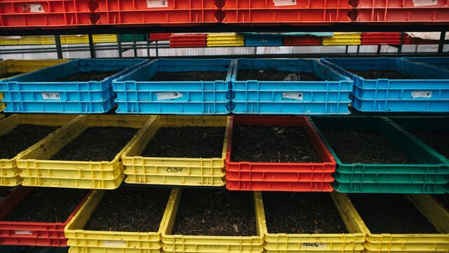 A tray of fly larvae will consume as much as 10 kilograms (22 pounds) of such meals, the majority of which is organic waste.