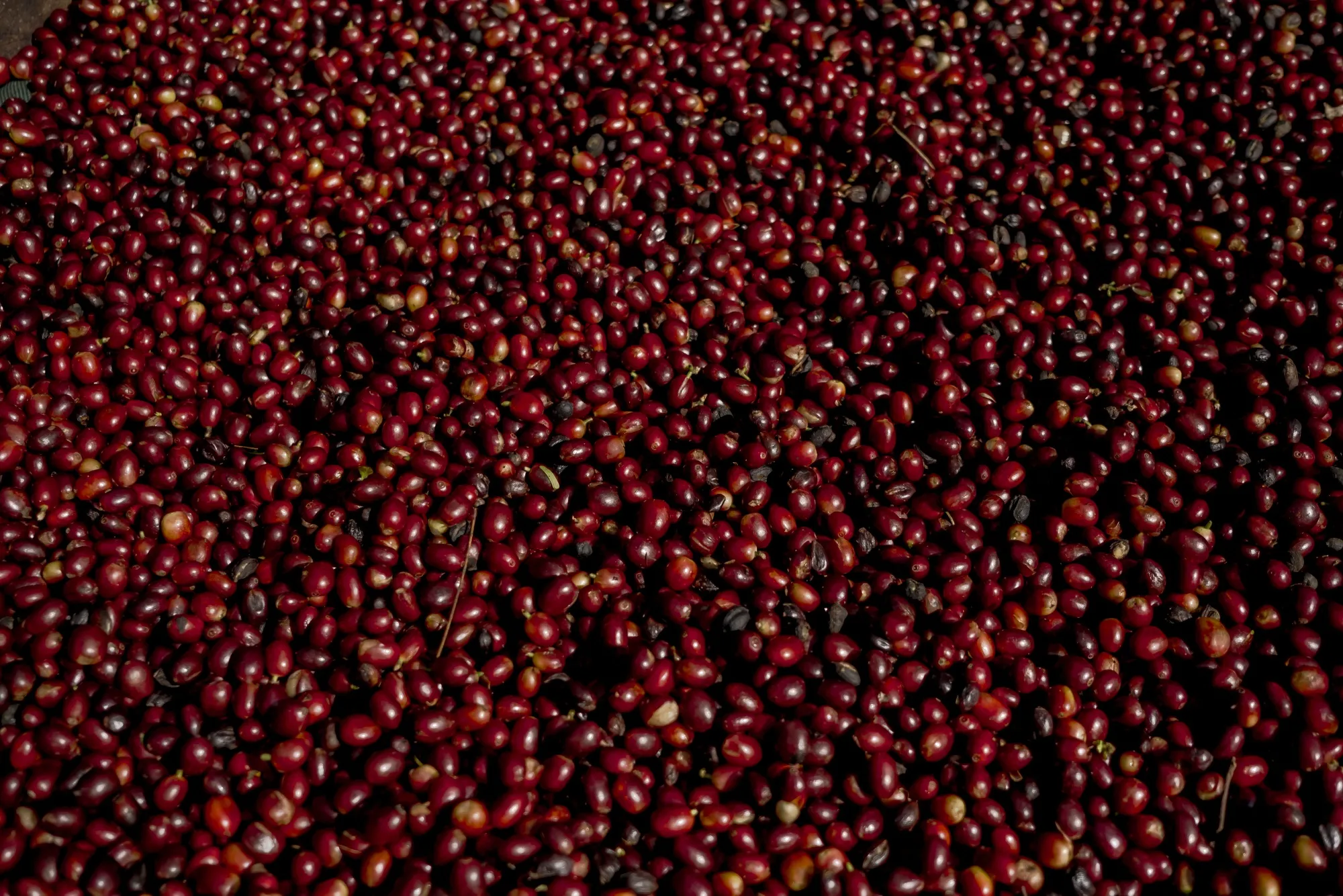 Coffee cherries after harvest on a farm in Sonsonate, El Salvador.