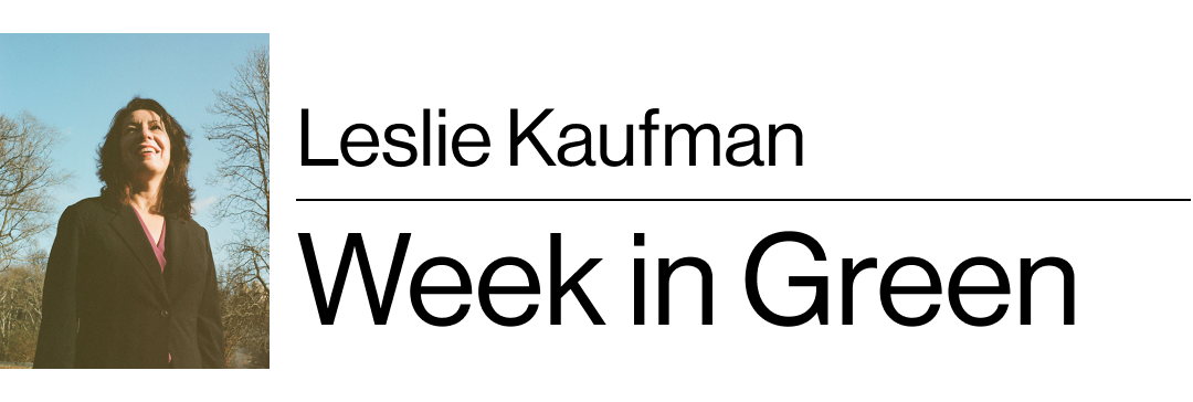 Leslie Kaufman's Week In Green 