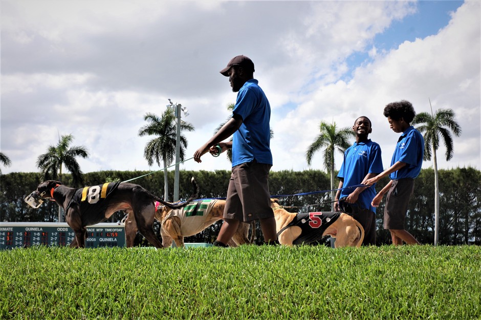 Workers leading dogs to race at the Palm Beach Kennel Club, which will end the races in 2020 following the passage in November 2018 of Amendment 13, a ban on dog racing.
