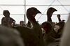 The Yordy Turkey Farm As Americans Prepare For Thanksgiving Holiday