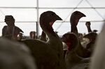 The Yordy Turkey Farm As Americans Prepare For Thanksgiving Holiday