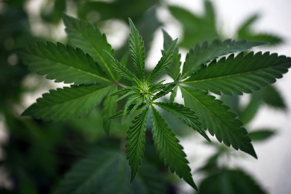 Australian Cannabis Stocks Double in Value After Export Approval