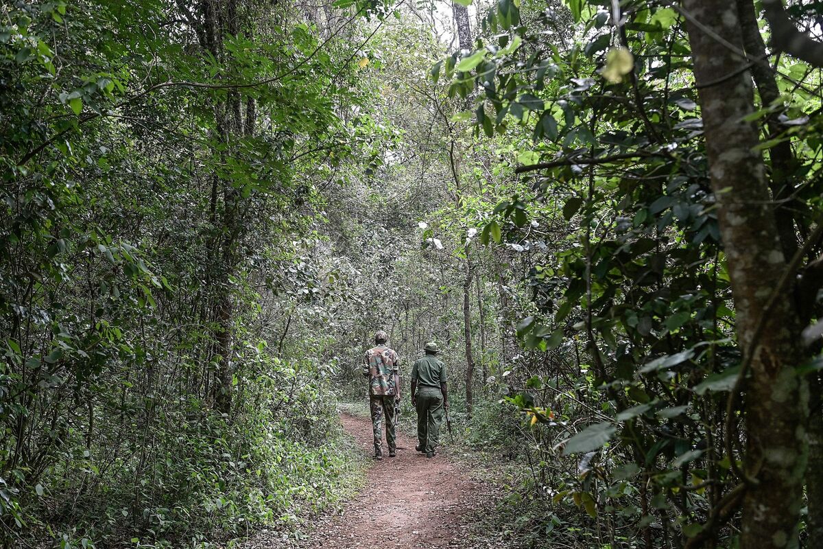 bloomberg.com - Eric Ombok - Top East African Economy Kenya Plans Carbon Exchange by 2027