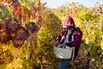 A Wine Grape Harvest In Washington