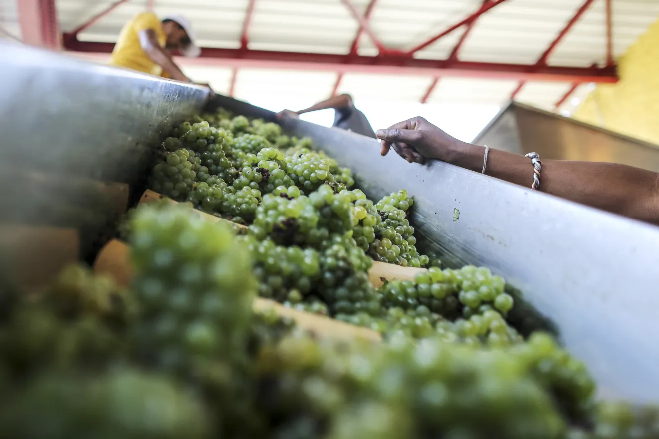 Operations Inside The Sula Vineyards And Images From The Sula Festival