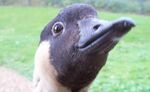 relates to After Centuries Away, the Endangered Nene Goose Returns to Oahu