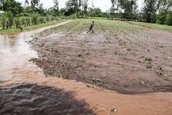 A farmer observes maize crop destroyed by floods at his farm