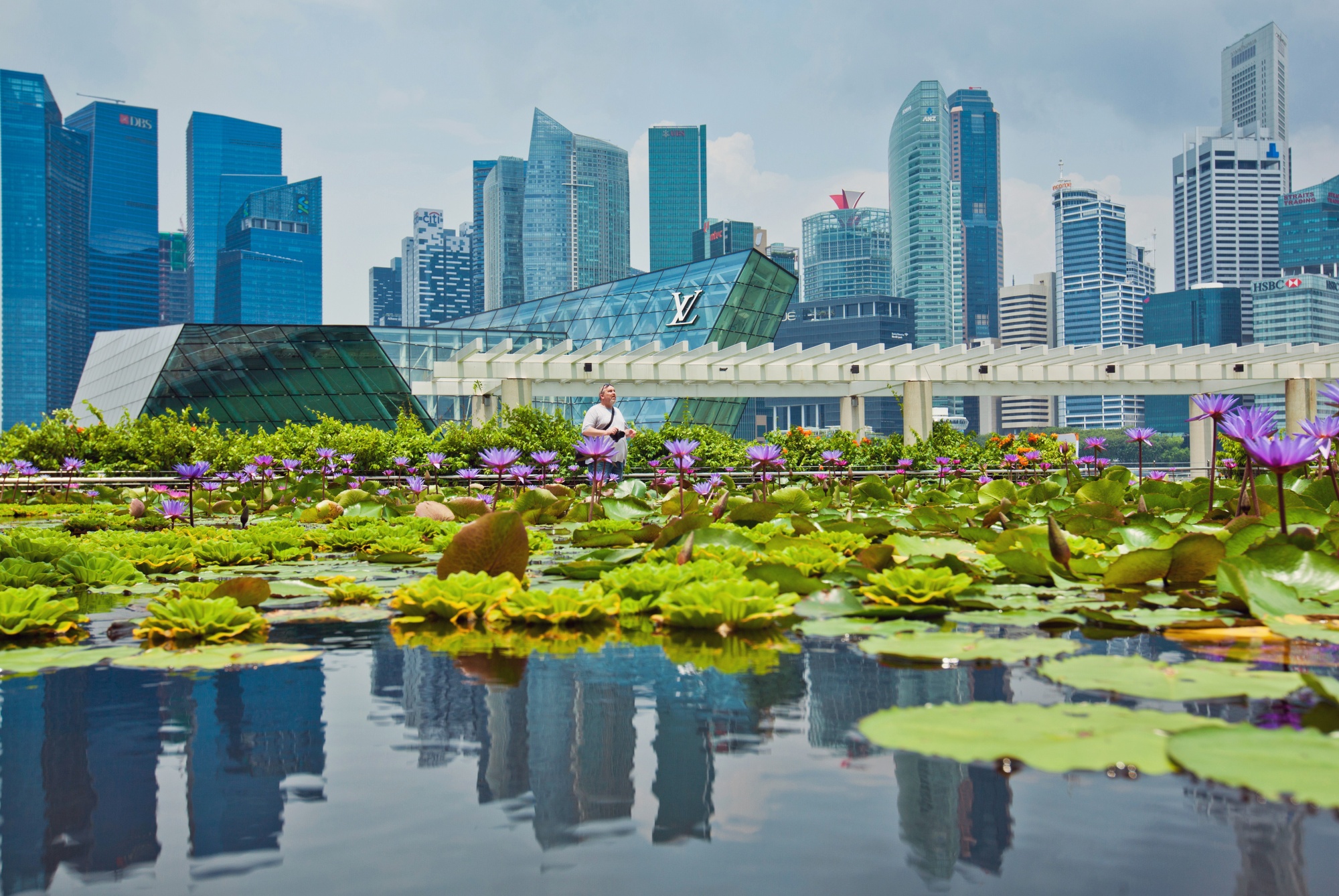 A lily pond near the Marina Bay Financial Centre. Singapore’s climate-change problems are compounded by the Urban Heat Island effect.