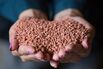 Potash grains. 