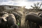 Iberian pigs at a farm in Badajoz, Spain, on Thursday, March 30, 2023. Iberico ham, prized for its smooth marbling and melt-in-your-mouth texture, comes from a black pig, native to the oak forests of central and southwestern Spain and Portugal.