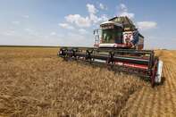 Russian Wheat Harvest Helps Ease Global Grain Shortfall