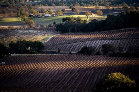 No Relief for Parched California Farms, But the Wine's OK