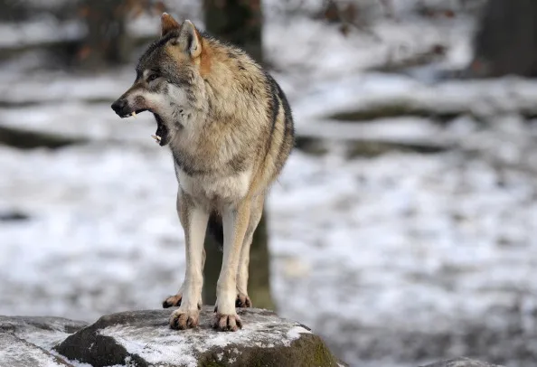 Beware the bond market wolves.
