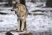 1511893501_GettyImages-158275432