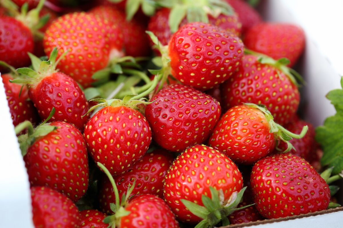 Hepatitis A What Are the Symptoms and How Are Strawberries Spreading the Virus? Bloomberg